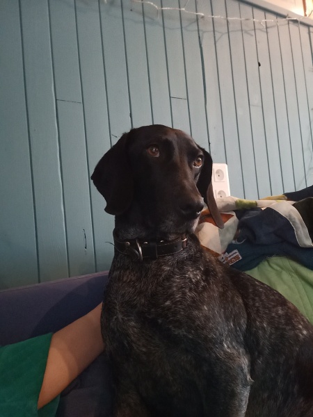 What dog breed would you suggest?