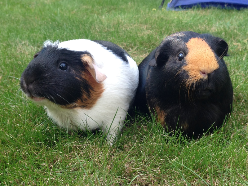 Shit... 99% sure Guinea Pig is pregnant
