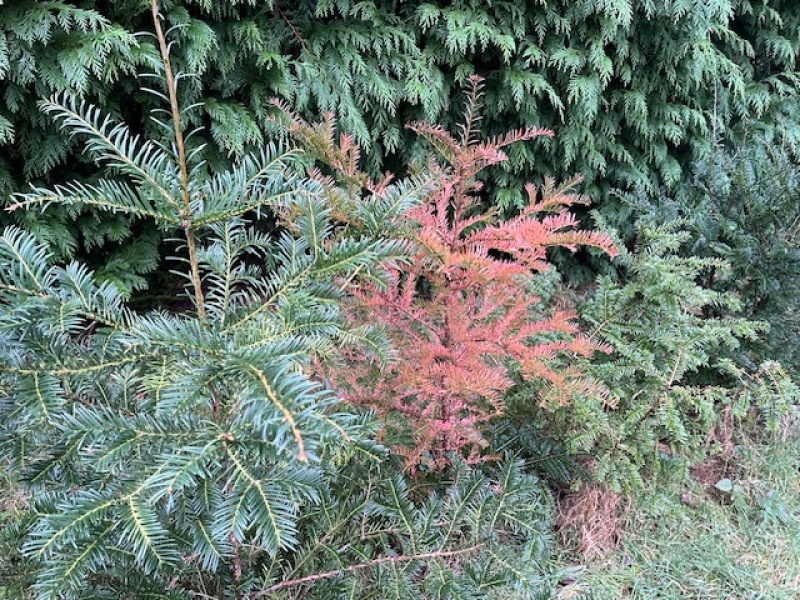 What’s happening to my Yews?