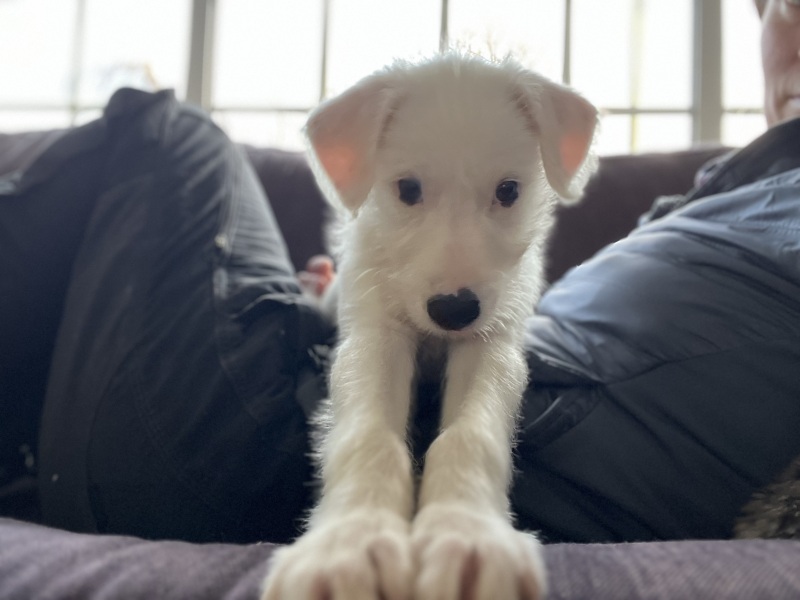 Puppy Survival Thread - for old and new pups heading into winter