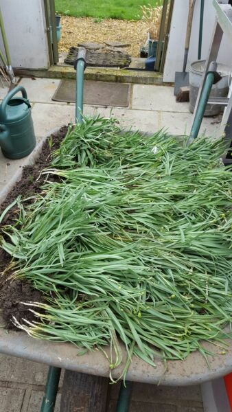 What have you done in the garden today Part 4 Spring 2024.