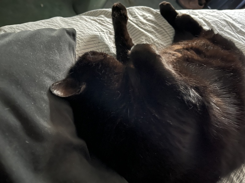 If you have a cat, how much time do they spend sleeping/relaxing?