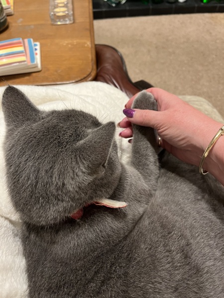 Does anyone look at their cat and think...