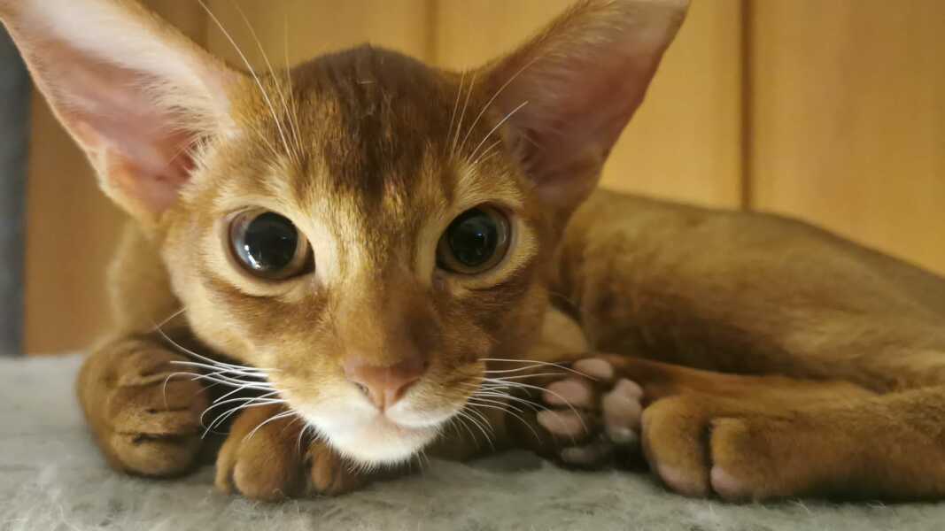 Any Abyssinian experiences to share?