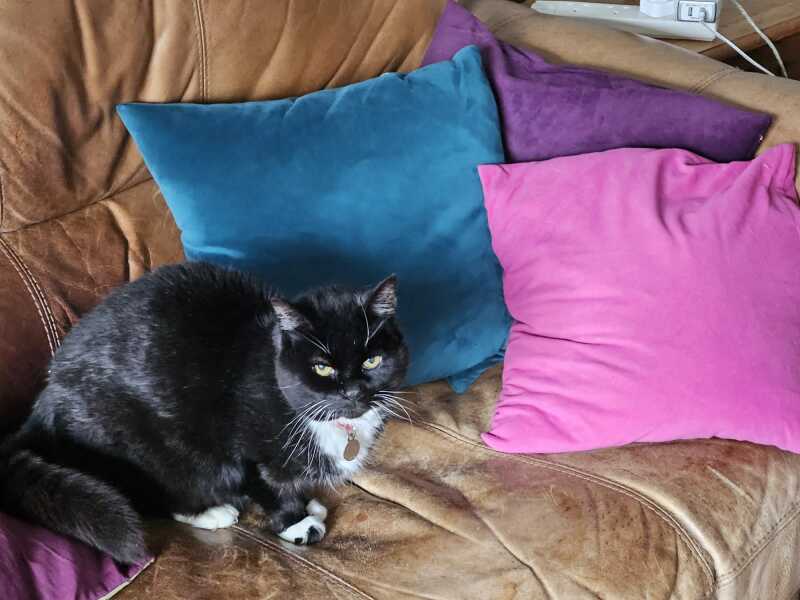 I think my cat stole someone's Sunday lunch