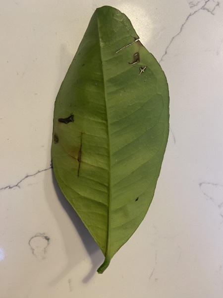 Pest Infestation? My orange tree is dying - help