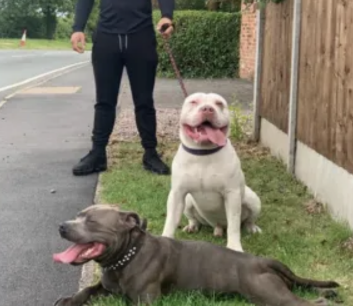 To think XL Bulldog ban will/is turning into a massive farace?