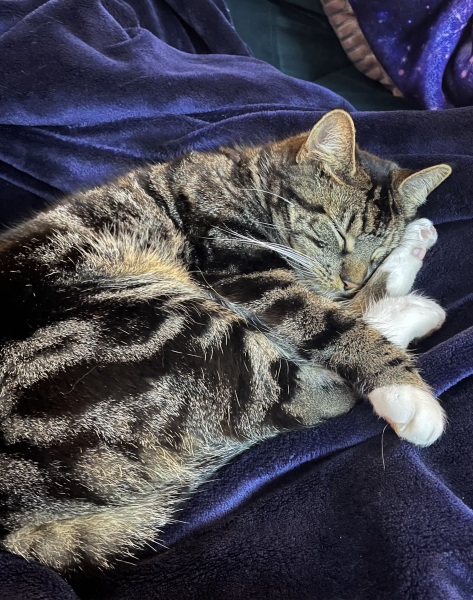 If you have a cat, how much time do they spend sleeping/relaxing?