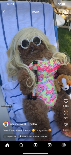 This “humanisation” of dogs has got ridiculous