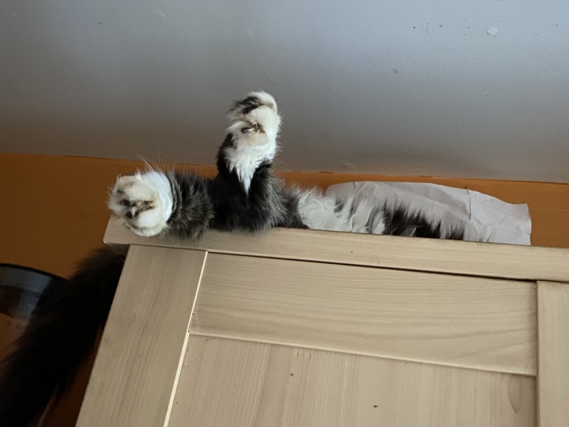 If you have a cat, how much time do they spend sleeping/relaxing?
