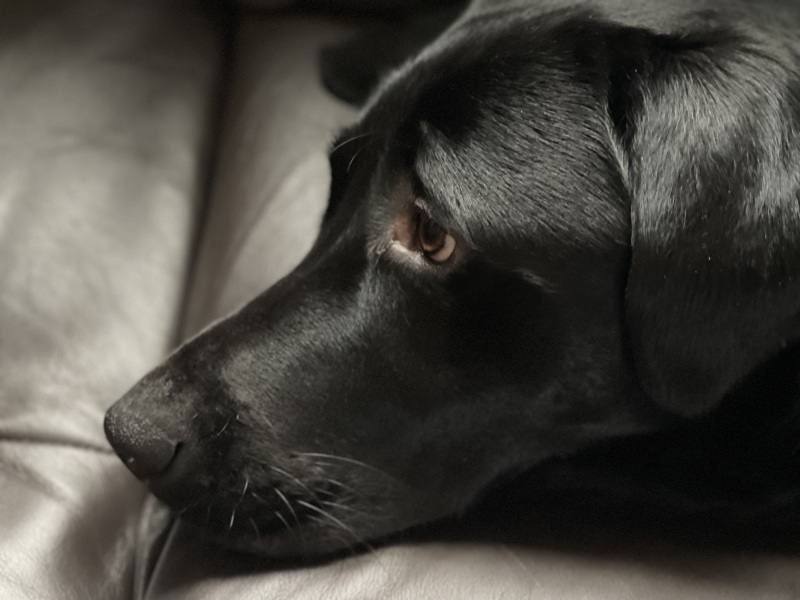 What do I need to know about getting a golden retriever?