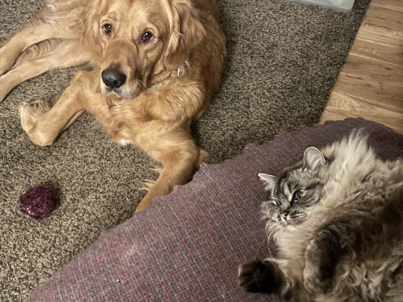 What do I need to know about getting a golden retriever?