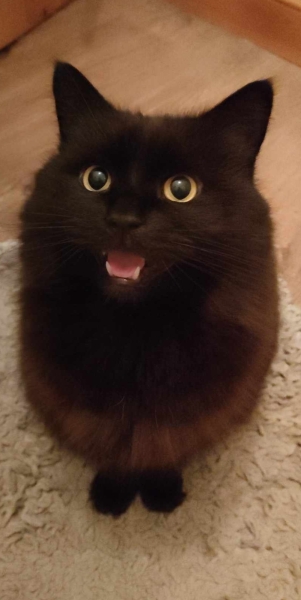 Does anyone look at their cat and think...