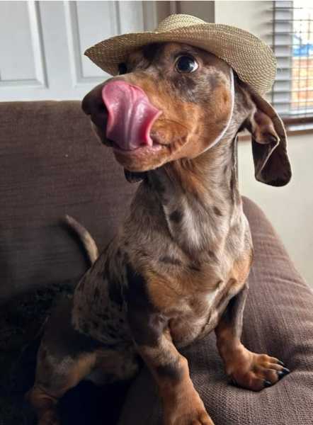 Dog appreciation post