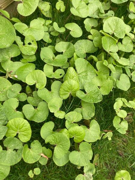 Garden weed indentification