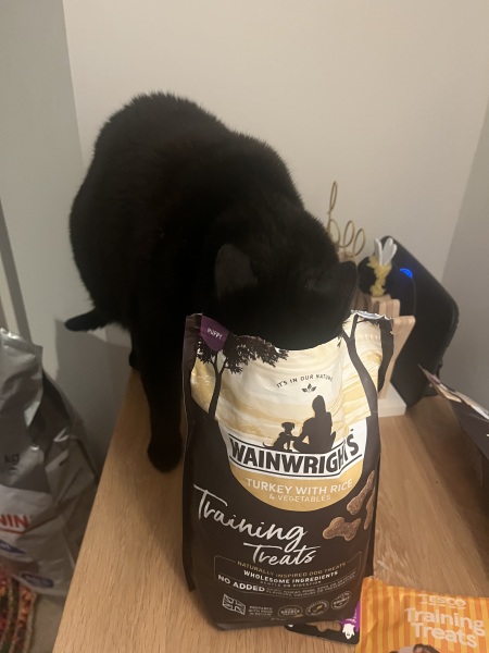 Dry food for indoor cat?