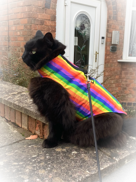 Tales and Tails and NMCs  -  the Excellent Cats March On