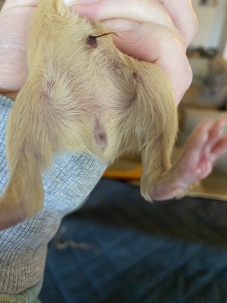 Shit... 99% sure Guinea Pig is pregnant