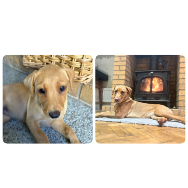 Puppy Survival Thread - for old and new pups heading into winter