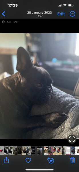 Dog appreciation post