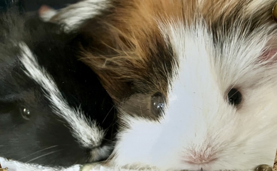 Shit... 99% sure Guinea Pig is pregnant