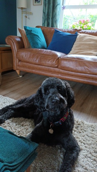 Dog appreciation post