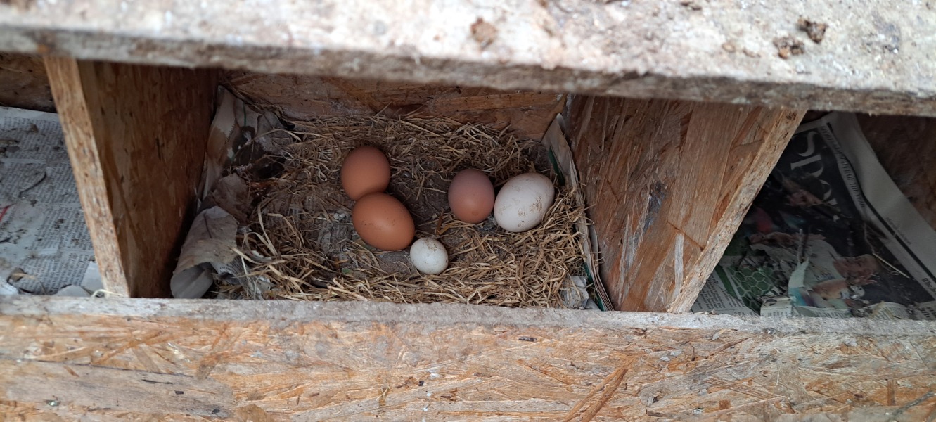 Nesting boxes separate to coop?