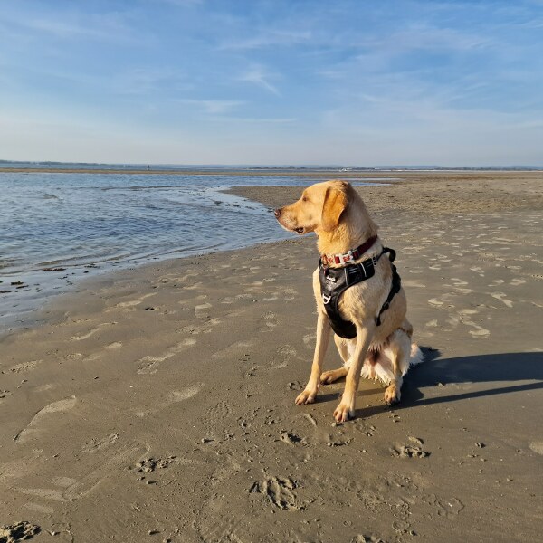 What does your Labrador weigh?