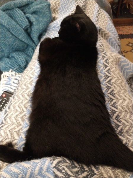 If you have a cat, how much time do they spend sleeping/relaxing?