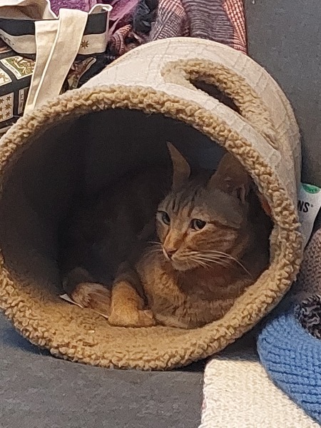 Tales and Tails and NMCs  -  the Excellent Cats March On