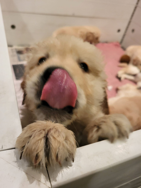 What do I need to know about getting a golden retriever?