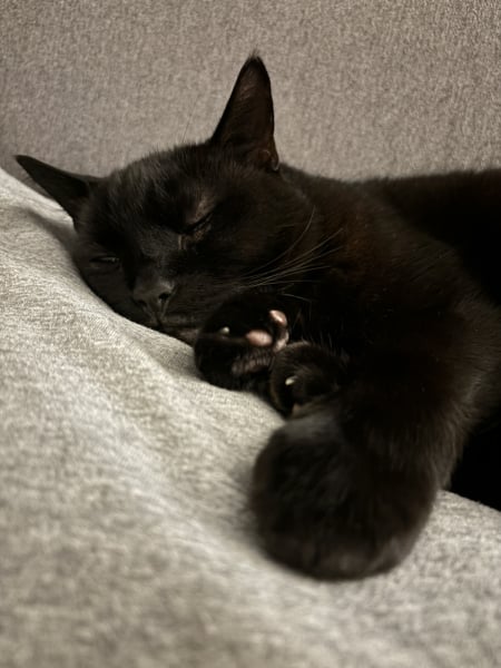 Do I want a cat??