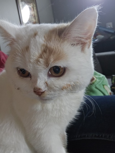 Advice needed for situation with poorly cat