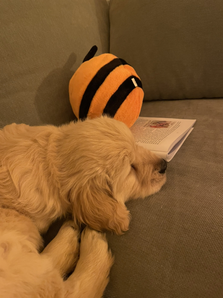 What do I need to know about getting a golden retriever?