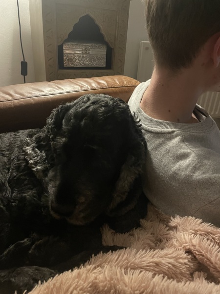 Dog appreciation post