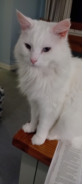 Tales and Tails and NMCs  -  the Excellent Cats March On