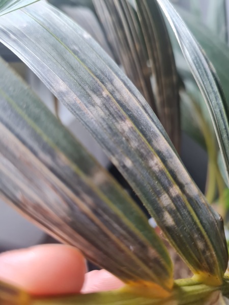 Help - indoor plant experts around?!