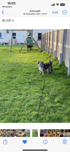 Dog appreciation post