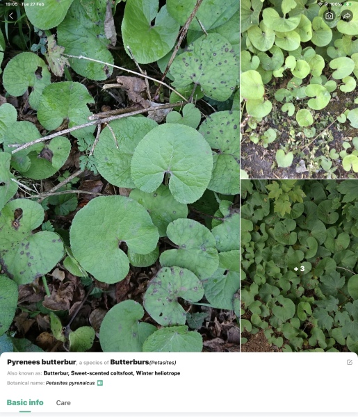 Garden weed indentification