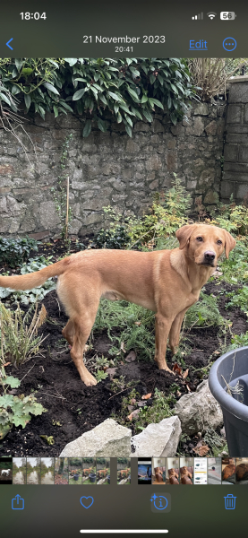What does your Labrador weigh?
