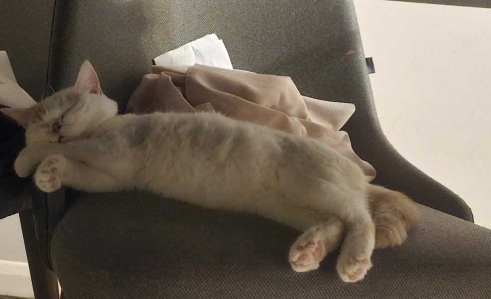 Advice needed for situation with poorly cat