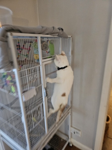 Advice needed for situation with poorly cat