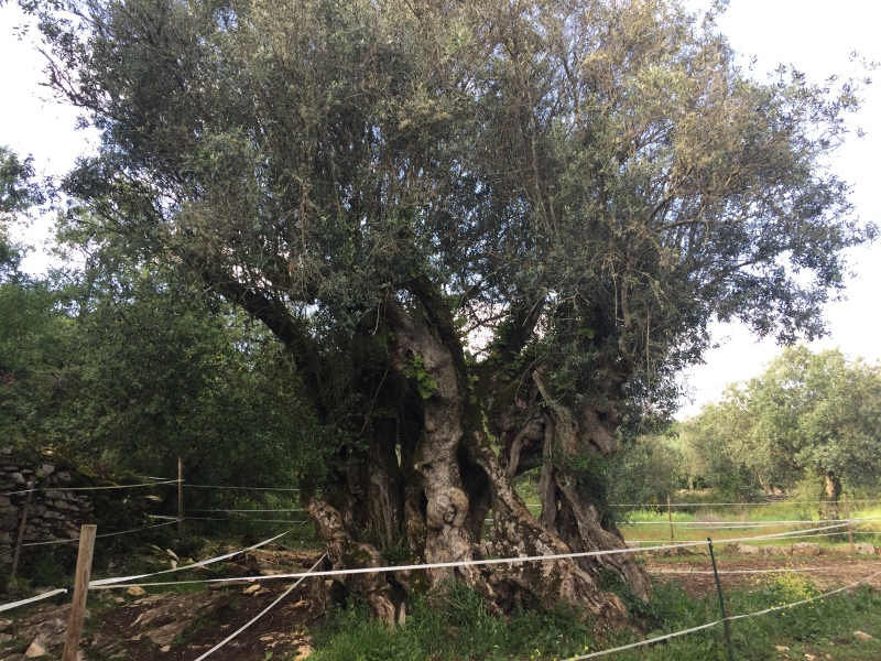Cost of olive oil