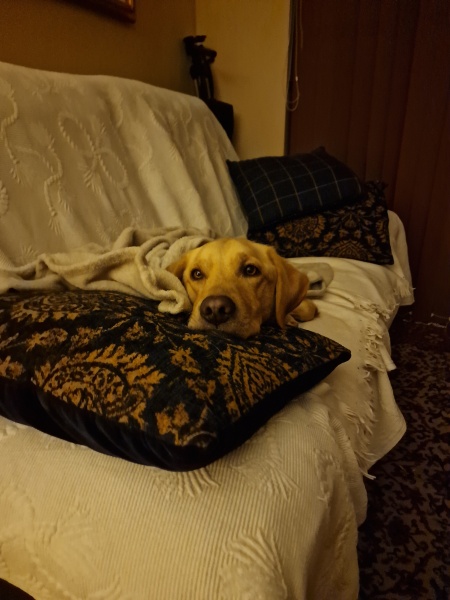 What dog breed would you suggest?