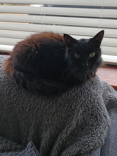 Cat with cancer