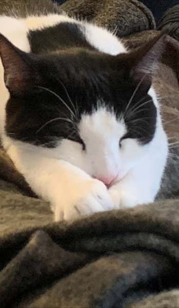 Do I want a cat??