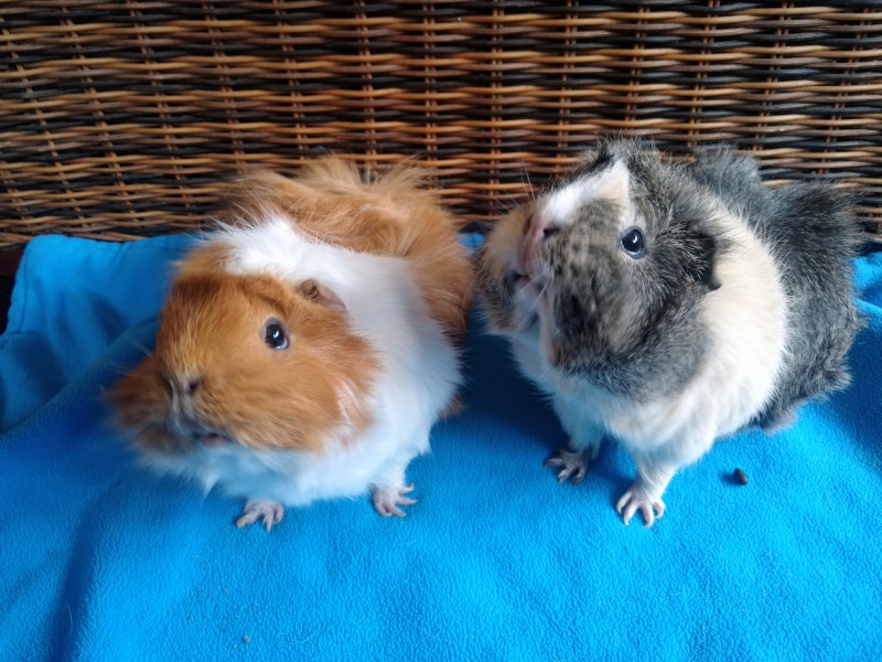Shit... 99% sure Guinea Pig is pregnant