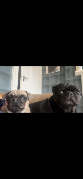 Reputable dog rescue centres - Norfolk or surrounding areas