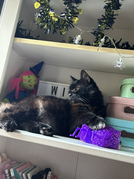 Does anyone look at their cat and think...