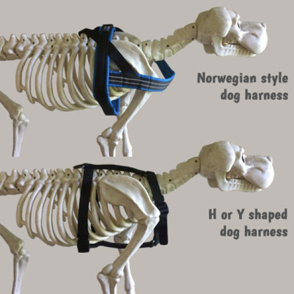 Any recommendations for a harness